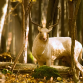 Beloch ..Hlavne nenápadne.