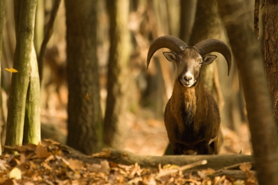 Mufko a daniel v pozadí