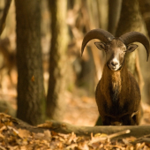 Mufko a daniel v pozadí
