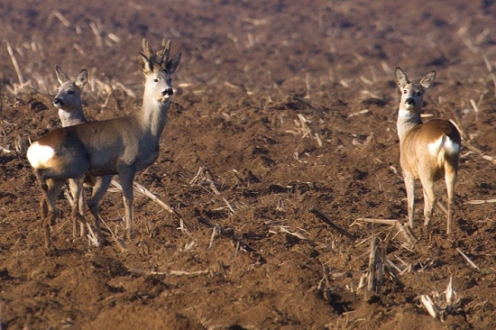 Po dlhej dobe aspon niečo...