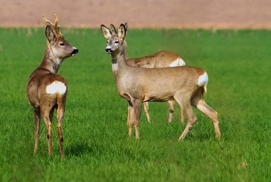 Elegán aj s partnerkami ..