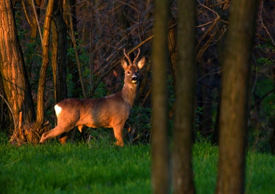 Podvečer v zakázanom lese ..
