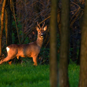 Podvečer v zakázanom lese ..