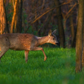 Bodyguardka srnca z predošlej fotky ..