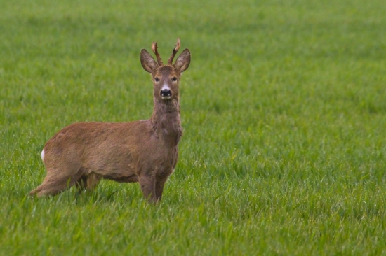 Feši v blbom počasí ...