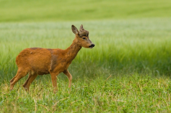 Kamoš v parochni...