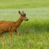 Kamoš v parochni...