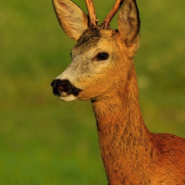 Vyšlo slniečko,vyšiel aj srnček..