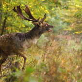Venoval mi súkromný koncert ..