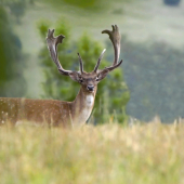 Ej,mocný to šuhaj ...