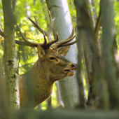 Bodka za rujou 2017.