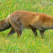 Pripravená na skok...