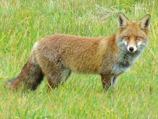 ,,Teraz by sa mi hodila nejaká  myška ,, !!!