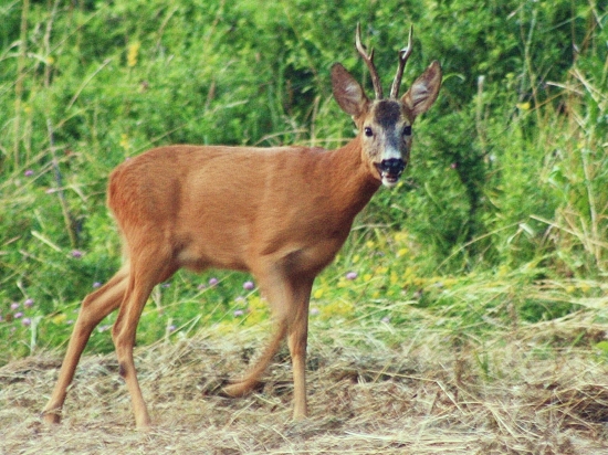 Včerajší fotoúlovok....