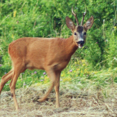Včerajší fotoúlovok....