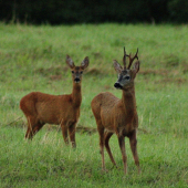 Za rána za rosy....