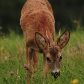 bol som ostro sledovaný