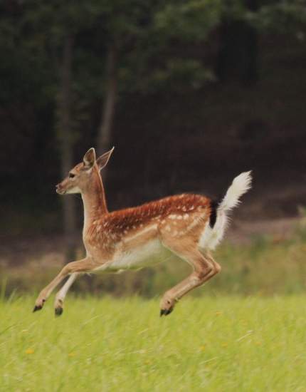Hop-hop