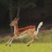 Hop-hop