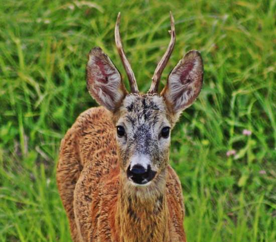 Spomienka na srnčiu ruju 2010....