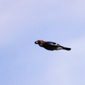 ,,To už je posledný a mám pokoj