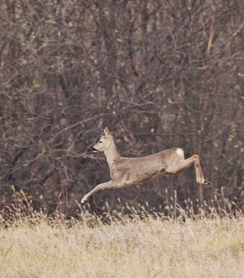 Niečo som stratil...