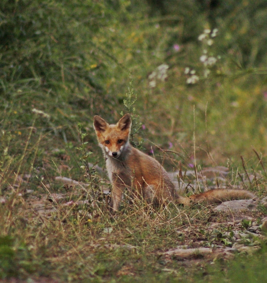 Pamiatka na líščatká....