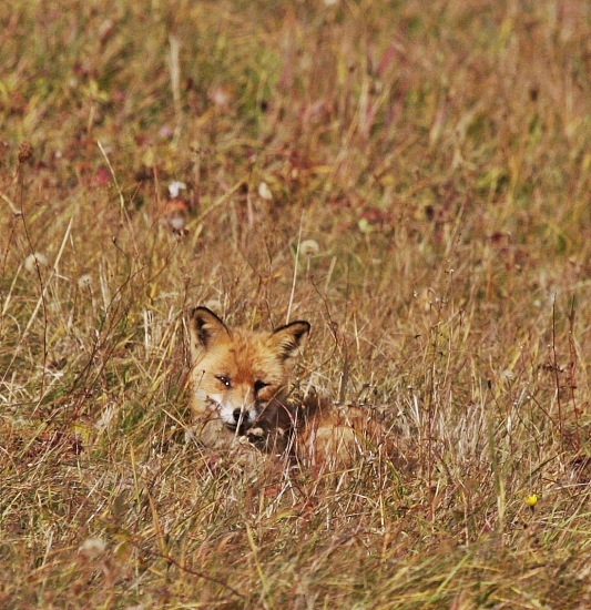 Spinkaj,ľíštička.....