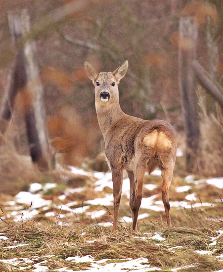 Stratil svoju ozdobu....