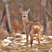Stratil svoju ozdobu....