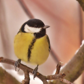 Sýkorka bielolíca 2