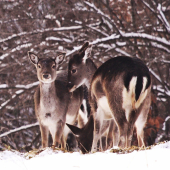 Pán fotograf,už posledná póza...