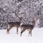 Isti spredu a ja z boku!