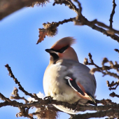 Chochláč severský