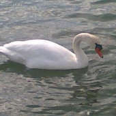 labuť