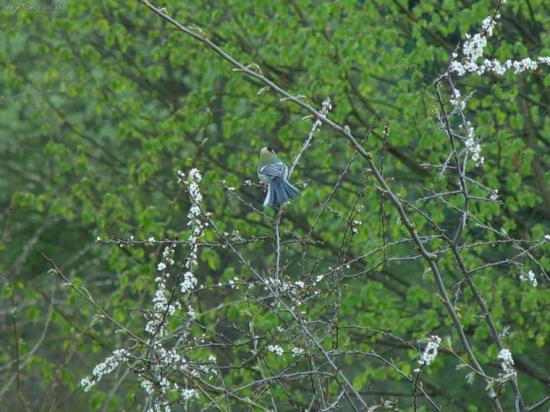 sykorka
