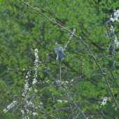 sykorka