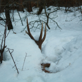 Štartovací 2012 - 3,2 kg