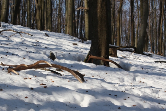 Nepravidelný dvanástorák