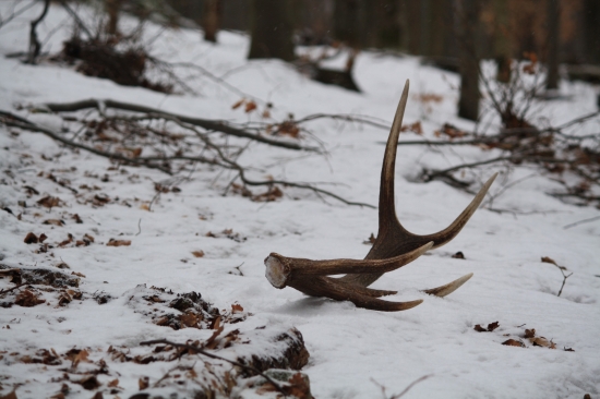 Ďálší z mojej zbierky