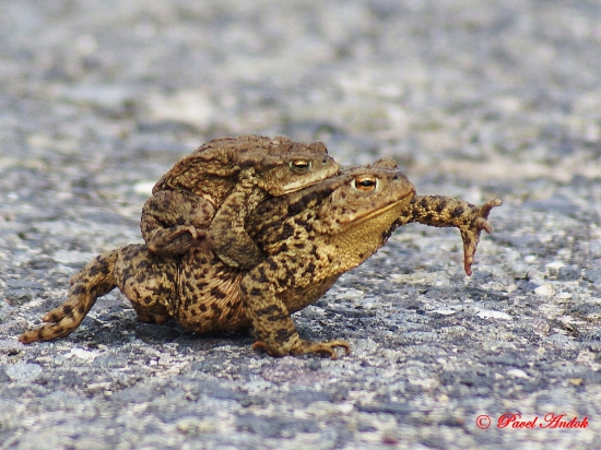 Ťah žiab-vodiči pozor na cestách!