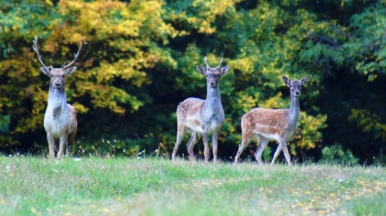 Trio