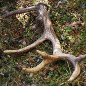 Včera som mal štastie...