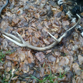 konečne sa podarilo :D