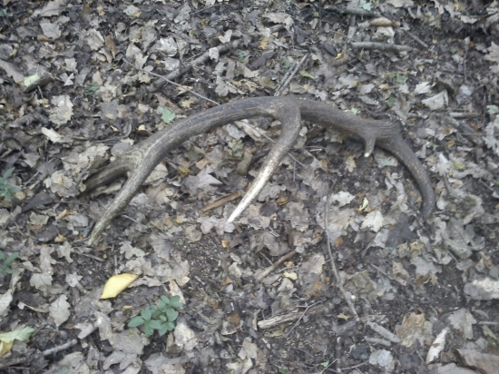 takto som ho dnes našiel