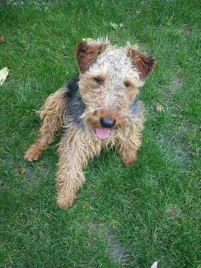 Agbar z Chrástkovej