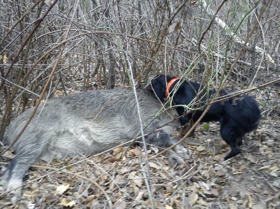 Rinko  pri zhasnutom diviakovi