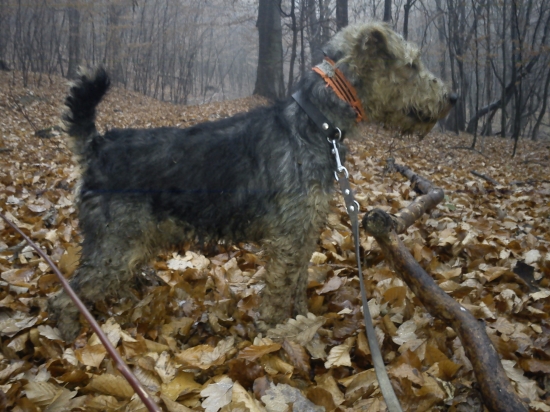 Agbar z Chrástkovej