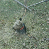 potichu čakal
