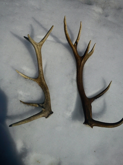 dnes nájdené. jeden minuloročný a jeden tohto ročný